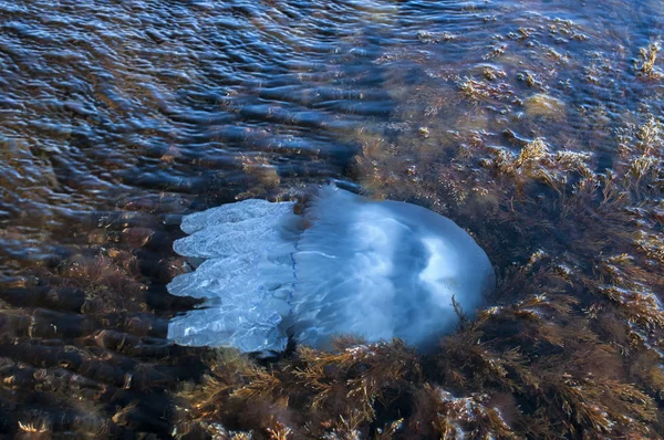 Medúza között algás tengeri vizeken — Stock Fotó
