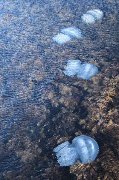Yosun deniz sularında arasında denizanası — Stok fotoğraf