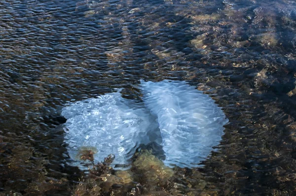 Medúza között algás tengeri vizeken — Stock Fotó