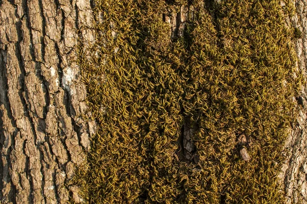 Corteccia di quercia con muschio — Foto Stock