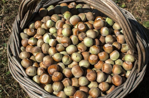 Wicker basket with hazelnuts — Stock Photo, Image