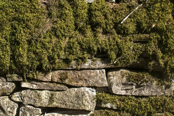 Old Rural Dry Masonry Stone Wall Fresh Green Moss Closeup — Stock Photo, Image