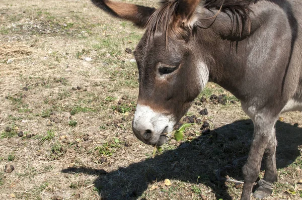Yaz aylarında çayır üzerinde otlatma kadın eşek portre
