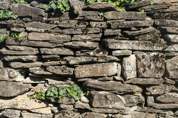Oude Landelijke Droge Metselwerk Stenen Muur Met Klimop Plant Close — Stockfoto