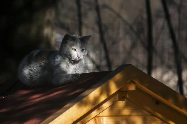 Jovem Femajovem Gato Cinza Fêmea Deitado Telhado Casa Cão Madeira — Fotografia de Stock