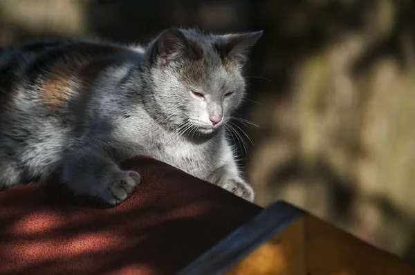 Jovem Gato Cinza Fêmea Deitado Telhado Casa Cão Madeira Sombra — Fotografia de Stock