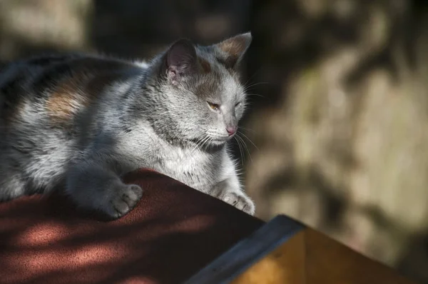 Mladé Samice Šedá Kočka Ležící Střeše Domu Dřevěný Pes Stínu — Stock fotografie