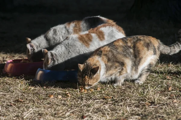 Três Gatos Rua Variegados Alimentando Juntos Prado Dia Ensolarado Inverno — Fotografia de Stock