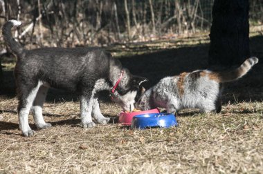 Husky köpek dostu genç yemeğini kirli sokak kedi ile paylaştı.
