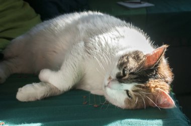 Beyaz ve renkli dişi kedi ev yatağında dinleniyor. Güneş ışığıyla aydınlatılıyor.