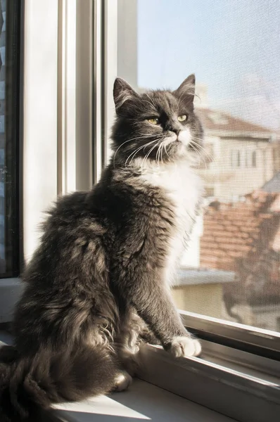 Молодой Серый Кот Открытом Окне Дома Внутри Солнечный День — стоковое фото