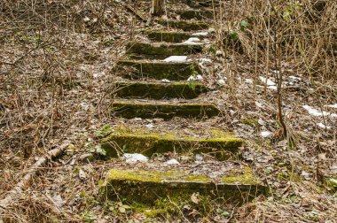 Ormanda yeşil yosun terk edilmiş taş basamaklar ile kışın fazla büyümüş