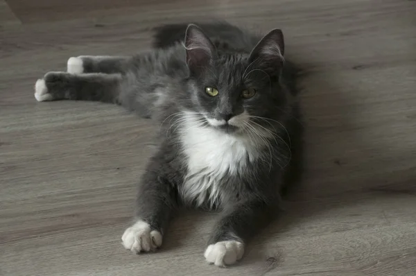 Young Gray Female Cat Lying Wooden Floor — Stock Photo, Image