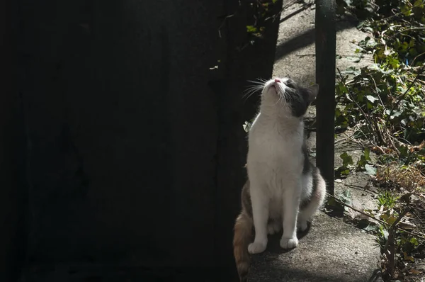 Молодий Білий Чорний Вуличний Кіт Сидить Дивиться Вгору — стокове фото
