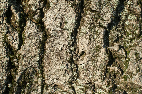 Gamla Platanus Tree Bark Närbild Detalj Som Naturlig Bakgrund — Stockfoto