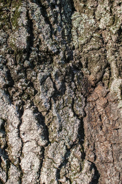 Alte Platanusrinde Nahaufnahme Detail Als Natürlicher Hintergrund — Stockfoto
