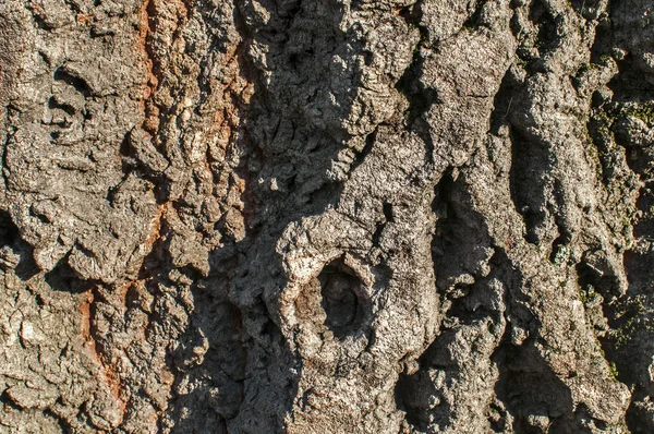 Vieux Platanier Écorce Détail Gros Plan Comme Fond Naturel — Photo