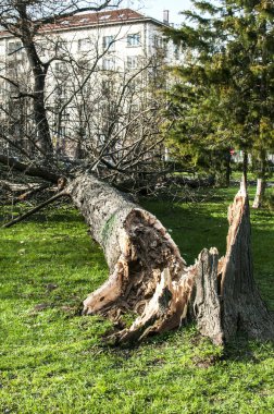 Şehir Park güçlü fırtına nedeniyle düşmüş büyük ağaç