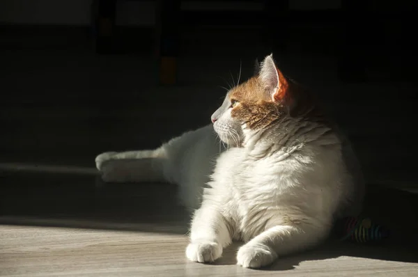 Female Cat Lying Sunlight Shadow House Wooden Floor — Stock Photo, Image