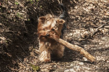 Yorkshire Terrier ormanda yürüyüş ahşap sopa ile oynarken