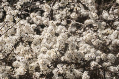 Doğal arka plan bahar bakış beyaz çiçeklerle Bush çiçeklenme