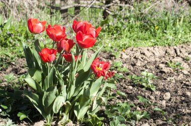 Doğal çiçek arka plan olarak kırmızı lale closeup kırsal bahçesinde çiçek