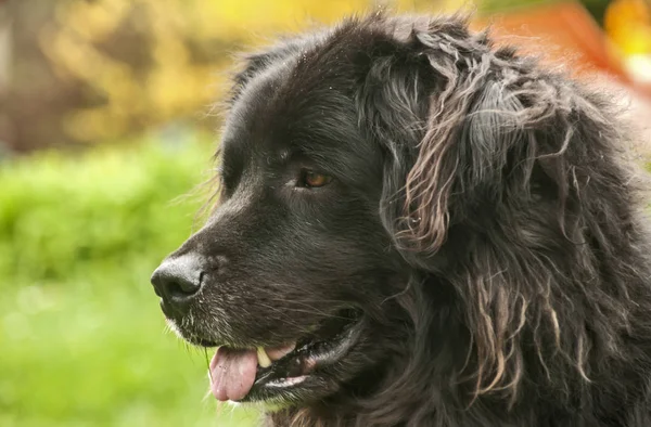 Portrét Ženské Newfoundland Dog Černé Hlavy Detailní Venkovní Pozadí — Stock fotografie