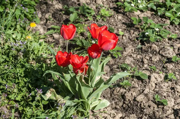Blooming Red Tulips Closeup Rural Yard Natural Floral Background — Stock Photo, Image