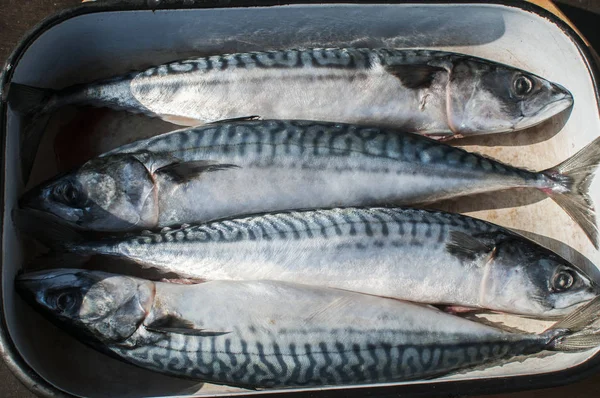 Meer Rohe Makrele Ganze Fische Gebrauchten Stahl Emaillierte Schale Zum — Stockfoto