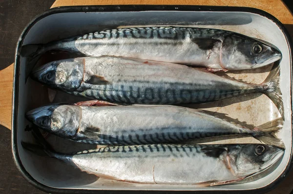 Meer Rohe Makrele Ganze Fische Gebrauchten Stahl Emaillierte Schale Zum — Stockfoto