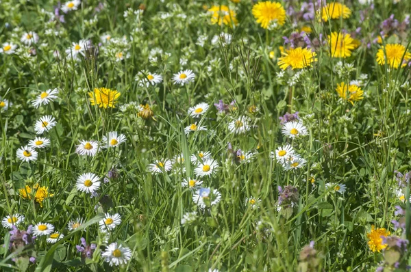 Frühling Wiese Mit Gänseblümchen Nahaufnahme Als Natürliche Florale Hintergrund — Stockfoto