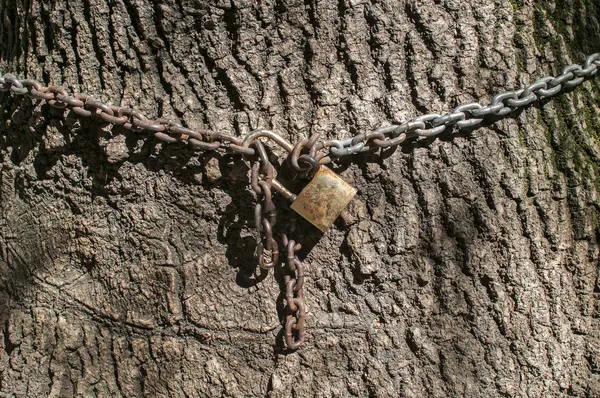 Rostige Metallkette Mit Verwittertem Schloss Den Stamm Eines Großen Baumes — Stockfoto