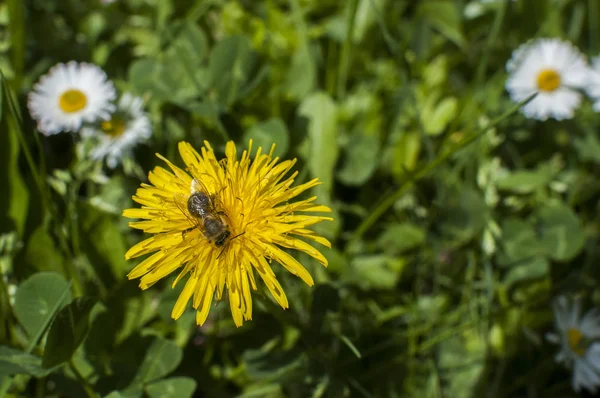 Abeja Silvestre Recolectando Polen Del Primer Plano Cabeza Diente León — Foto de Stock