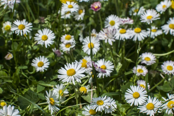 Wilde Gänseblümchen Blühten Auf Bäuerlichen Wiesen Nahaufnahme Als Natürlicher Floraler — Stockfoto