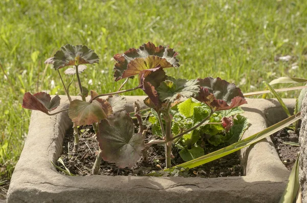 Pelargonium Feuilles Fleur Gros Plan Dans Pot Fleurs Jardin Pierre — Photo