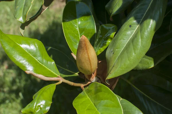 Brote Magnolia Hojas Verdes Primer Plano Como Fondo Floral —  Fotos de Stock