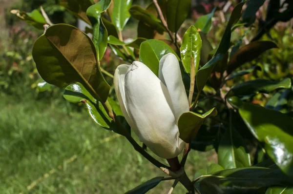 Magnolia Bud Green Leaves Closeup Floral Background — Stock Photo, Image