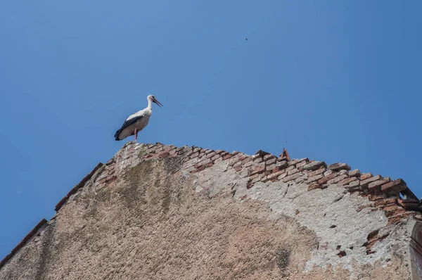 Cigüeña Encaramada Cresta Del Techo Vieja Casa Sobre Fondo Azul — Foto de Stock