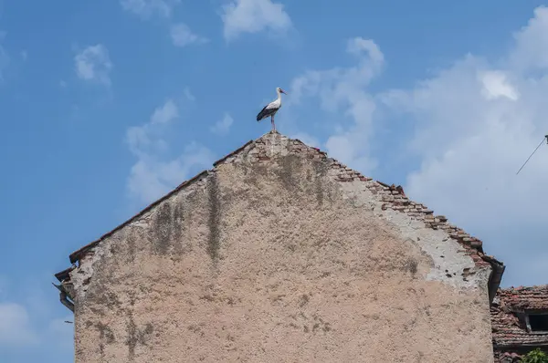 Cegonha Empoleirada Cume Telhado Casa Velha Fundo Azul Céu — Fotografia de Stock