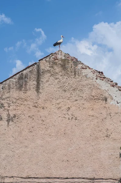 Cegonha Empoleirada Cume Telhado Casa Velha Fundo Azul Céu — Fotografia de Stock