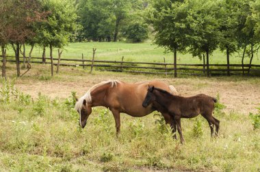 Kırsal çayırdaki otlakta fare ve tay.
