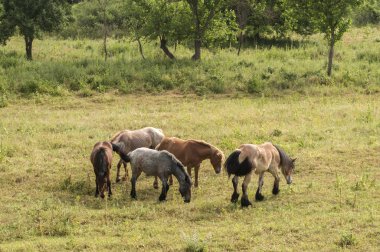 Kırsalda yaz otlaklarında vahşi atlar otluyor.