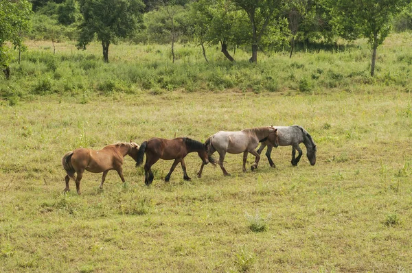 Caballos Salvajes Pastando Prado Verano Campo — Foto de Stock