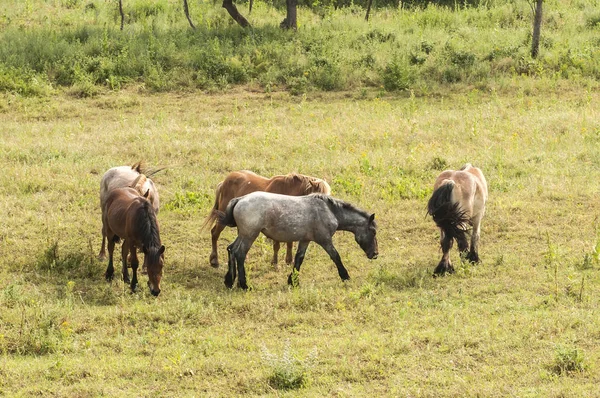 田舎の夏の牧草地で野生の馬の放牧 — ストック写真