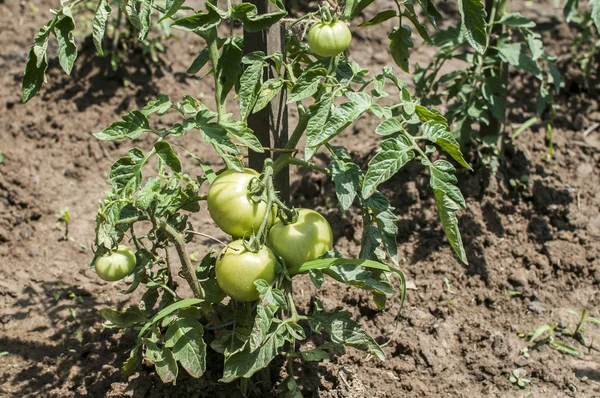 Grüne Tomaten Wachsen Bauerngarten Gemüsebeet — Stockfoto