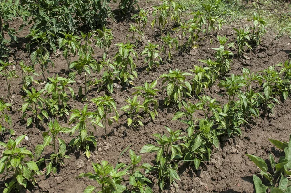 Junge Paprika Pflanzen Wachsen Bauernhaus Garten Gemüsebeete — Stockfoto