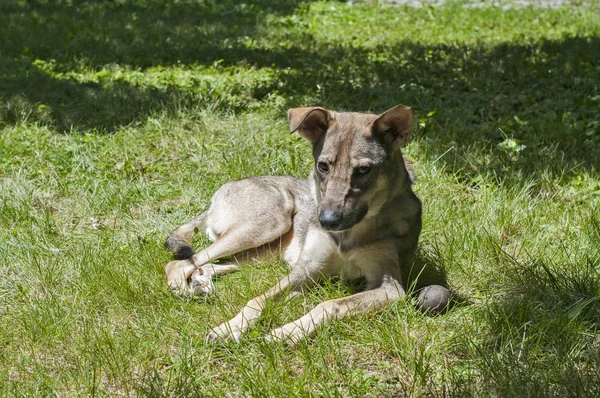 Mongrel Herrelös Hund Som Ligger Grön Gräsäng — Stockfoto