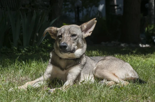 Melez Sokak Köpeği Yeşil Çayırda Yatıyor — Stok fotoğraf