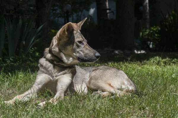 Mongrel Herrelös Hund Som Ligger Grön Gräsäng — Stockfoto