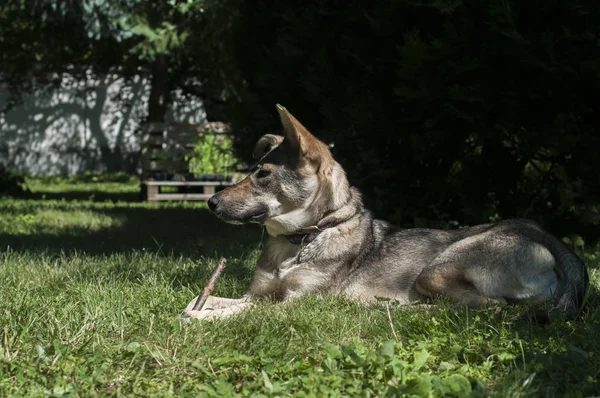 緑の芝生の牧草地に横たわっているモングレール野良犬 — ストック写真